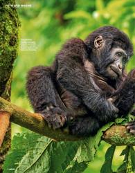 Titelbild der Ausgabe 21/2025 von Junge Gorillas in Uganda ZEIGT HER EURE FÜSSE. Zeitschriften als Abo oder epaper bei United Kiosk online kaufen.