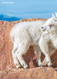 Titelbild der Ausgabe 23/2025 von Schneeziegen in Colorado ENGE SACHE. Zeitschriften als Abo oder epaper bei United Kiosk online kaufen.