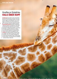 Titelbild der Ausgabe 24/2025 von Giraffen in Südafrika HALS ÜBER KOPF. Zeitschriften als Abo oder epaper bei United Kiosk online kaufen.