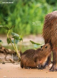 Titelbild der Ausgabe 25/2025 von Wasserschweine in Brasilien KOPF HOCH!. Zeitschriften als Abo oder epaper bei United Kiosk online kaufen.