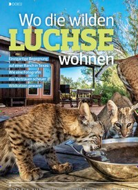 Titelbild der Ausgabe 1/2020 von Wo die wilden LUCHSE wohnen. Zeitschriften als Abo oder epaper bei United Kiosk online kaufen.
