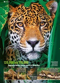 Titelbild der Ausgabe 18/2022 von KÖNIG des Dschungels. Zeitschriften als Abo oder epaper bei United Kiosk online kaufen.