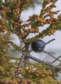 Titelbild der Ausgabe 1/2020 von Der Baum der geflüsterten Wirkkräfte der Siebenbaum. Zeitschriften als Abo oder epaper bei United Kiosk online kaufen.