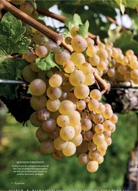 Titelbild der Ausgabe 5/2018 von WINZER UND WEINBERGE: Schatz im Wingert. Zeitschriften als Abo oder epaper bei United Kiosk online kaufen.