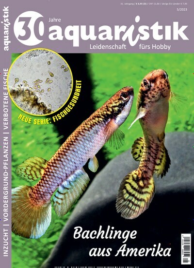 Titelbild der Ausgabe 5/2023 von aquaristik. Diese Zeitschrift und viele weitere Elternzeitschriften und Tierzeitschriften als Abo oder epaper bei United Kiosk online kaufen.