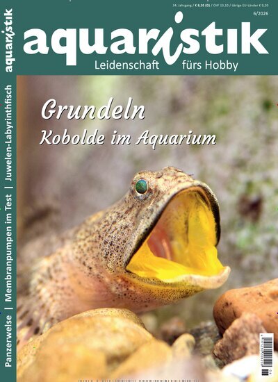 Titelbild der Ausgabe 6/2026 von aquaristik. Diese Zeitschrift und viele weitere Elternzeitschriften und Tierzeitschriften als Abo oder epaper bei United Kiosk online kaufen.