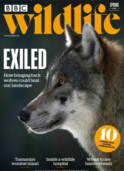 Titelbild der Ausgabe 4/2024 von BBC Wildlife. Diese Zeitschrift und viele weitere Reisemagazine, Freizeitmagazine und Wissensmagazine als Abo oder epaper bei United Kiosk online kaufen.