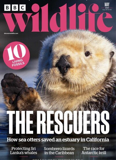 Titelbild der Ausgabe 6/2025 von BBC Wildlife. Diese Zeitschrift und viele weitere Reisemagazine, Freizeitmagazine und Wissensmagazine als Abo oder epaper bei United Kiosk online kaufen.