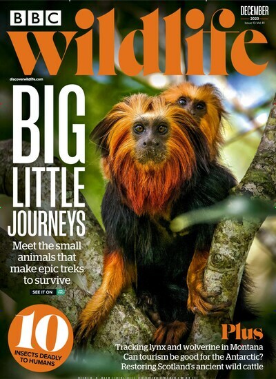 Titelbild der Ausgabe 13/2023 von BBC Wildlife. Diese Zeitschrift und viele weitere Reisemagazine, Freizeitmagazine und Wissensmagazine als Abo oder epaper bei United Kiosk online kaufen.