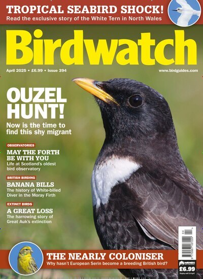 Titelbild der Ausgabe 4/2025 von Birdwatch. Diese Zeitschrift und viele weitere Reisemagazine, Freizeitmagazine und Wissensmagazine als Abo oder epaper bei United Kiosk online kaufen.