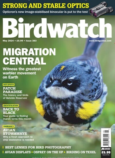 Titelbild der Ausgabe 383/2024 von Birdwatch. Diese Zeitschrift und viele weitere Reisemagazine, Freizeitmagazine und Wissensmagazine als Abo oder epaper bei United Kiosk online kaufen.