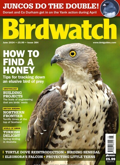 Titelbild der Ausgabe 384/2024 von Birdwatch. Diese Zeitschrift und viele weitere Reisemagazine, Freizeitmagazine und Wissensmagazine als Abo oder epaper bei United Kiosk online kaufen.