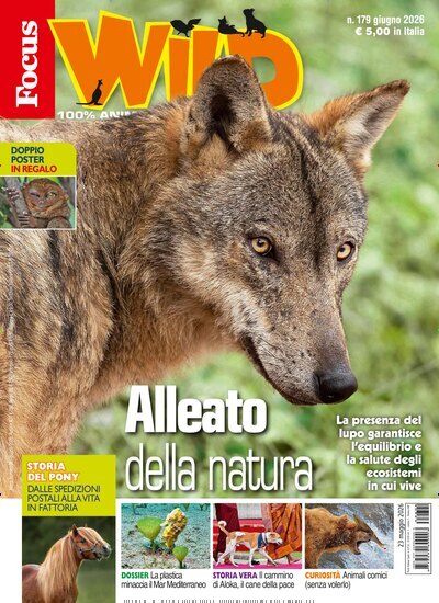 Titelbild der Ausgabe 6/2026 von Focus Wild. Diese Zeitschrift und viele weitere Jugendzeitschriften und Kinderzeitschriften als Abo oder epaper bei United Kiosk online kaufen.