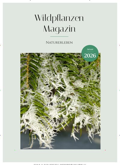 Titelbild der Ausgabe 1/2026 von Wildpflanzen Magazin. Diese Zeitschrift und viele weitere Naturzeitschriften, Landwirtschaftszeitungen und Umweltmagazine als Abo oder epaper bei United Kiosk online kaufen.