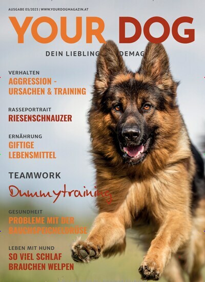 Titelbild der Ausgabe 3/2023 von your dog. Diese Zeitschrift und viele weitere Elternzeitschriften und Tierzeitschriften als Abo oder epaper bei United Kiosk online kaufen.