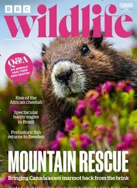 Titelbild der Ausgabe 2/2026 von BBC Wildlife. Diese Zeitschrift und viele weitere Reisemagazine, Freizeitmagazine und Wissensmagazine als Abo oder epaper bei United Kiosk online kaufen.