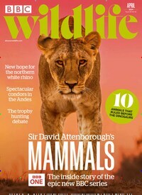 Titelbild der Ausgabe 5/2024 von BBC Wildlife. Diese Zeitschrift und viele weitere Reisemagazine, Freizeitmagazine und Wissensmagazine als Abo oder epaper bei United Kiosk online kaufen.