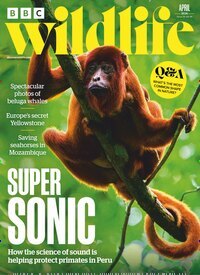 Titelbild der Ausgabe 5/2026 von BBC Wildlife. Diese Zeitschrift und viele weitere Reisemagazine, Freizeitmagazine und Wissensmagazine als Abo oder epaper bei United Kiosk online kaufen.