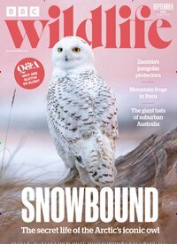 Titelbild der Ausgabe 10/2026 von BBC Wildlife. Diese Zeitschrift und viele weitere Reisemagazine, Freizeitmagazine und Wissensmagazine als Abo oder epaper bei United Kiosk online kaufen.