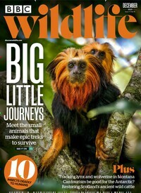 Titelbild der Ausgabe 13/2023 von BBC Wildlife. Diese Zeitschrift und viele weitere Reisemagazine, Freizeitmagazine und Wissensmagazine als Abo oder epaper bei United Kiosk online kaufen.