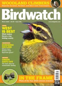 Titelbild der Ausgabe 3/2026 von Birdwatch. Diese Zeitschrift und viele weitere Reisemagazine, Freizeitmagazine und Wissensmagazine als Abo oder epaper bei United Kiosk online kaufen.